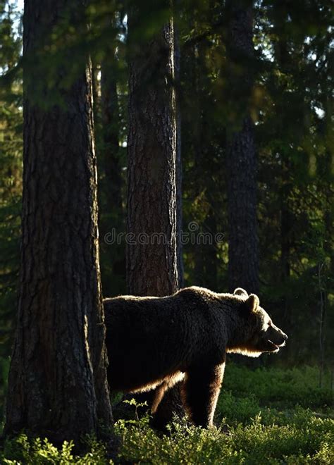 Backlit Brown Bear Bear Against A Sun Brown Bear In Back Light Stock