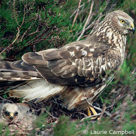 Five Year Hen Harrier Brood Meddling Trial Gets Green Light To Start This Year Raptor