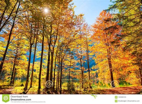 Yellow Autumn Trees On The Coast Of Lake In Austrian Alps Stock Image