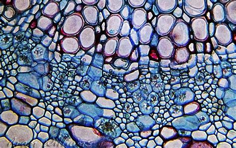 Plant Cell Microscopic Photography Plant Cell Biology Art