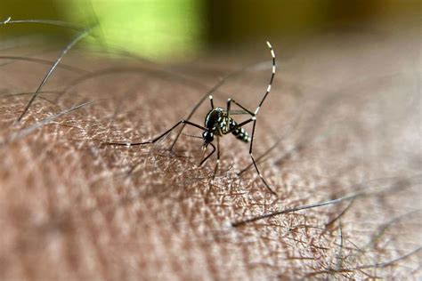 West Nile Virus Detected In A 2nd Ri Mosquito Sample