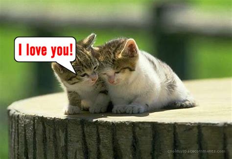 Kitten Love You Quotes Quotesgram