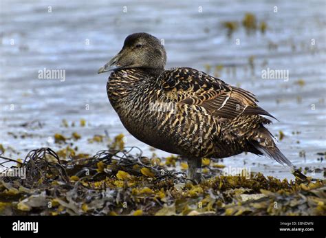 Common Eider Somateria Mollissima Female Standing In Seaweed On The