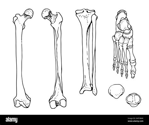 Human Foot Bones Femur Tibia And Fibula Foot Patella Vector Hand