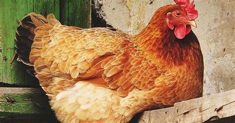 13 Common Chicken Diseases Every Chicken Keeper Should Know About And