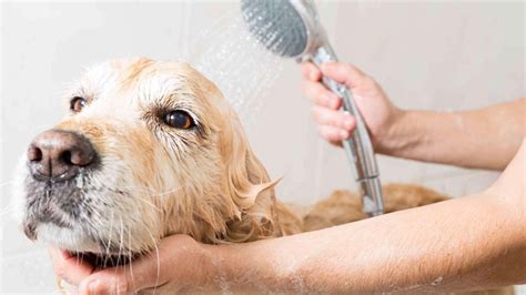 ¿cómo Mantener La Higiene De Los Perros Sin Afectar Al Resto De La