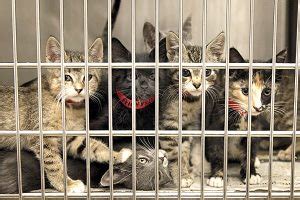 Read millions of reviews and get information about costs. Animal Shelters Near Me Open Now