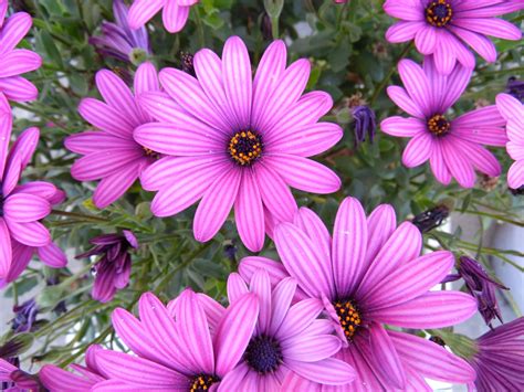 Pink And Purple Flowers Free Stock Photo Public Domain Pictures