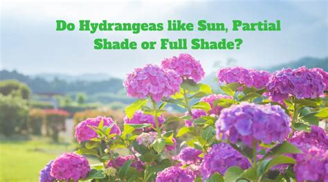 Do Hydrangeas Like Sun Or Shade Answered