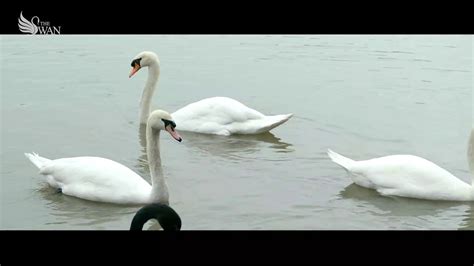 The Swan Youtube