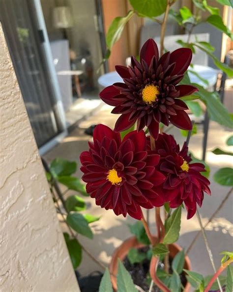 The Black Dahlia Flower Best Flower Site