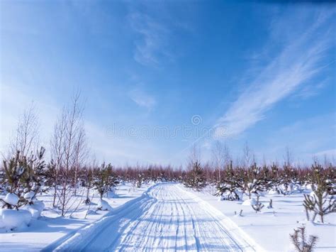 Winter Sunny Day In The Forest Ski Track Road Path Stock Image