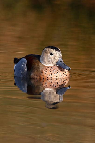Ringed Teal Duck Photos Stock Photos Pictures And Royalty Free Images