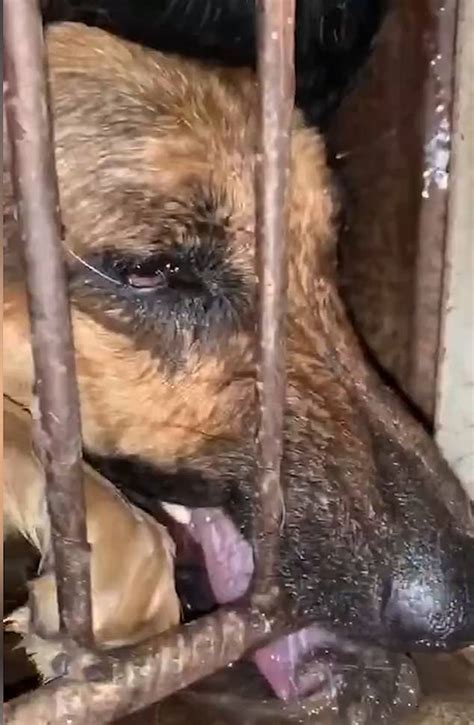Horrifying Video Shows Dogs Cooked Alive Tortured With Boiling Water