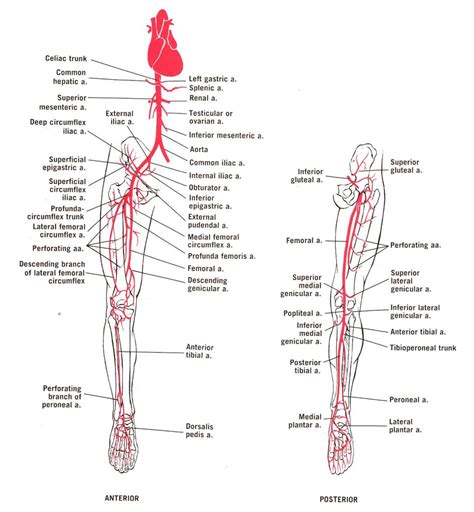 Image Result For Flow Chart Of Arteries Lower Limb Lower Limb