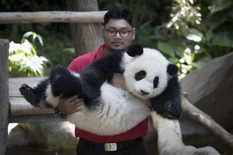 Panda Nachwuchs Im Zoo In Malaysia Feiert Seinen Ersten Geburtstag