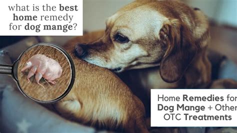 What Is The Best Home Remedy For Dog Mange Home Remedies For Dog