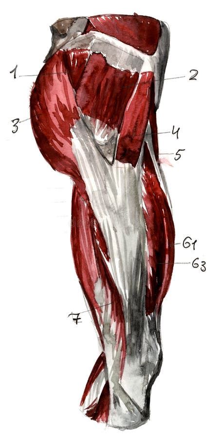Set Of Anatomy Human Muscles And Bones Hand Drawn Watercolor