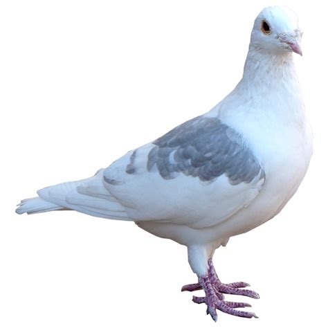 White pigeon transparent background Basmala arabic calligraphy, bismillah transparent background png clipart.