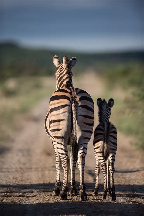 The Road Ahead Zebras Animals Wild Animals