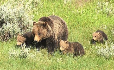 Mama Bear And Triplet Cubs On Gandf Radar Powell Tribune