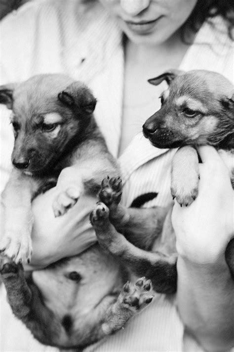 Grayscale Photography Of Two Puppies Grayscale Puppies Dogs