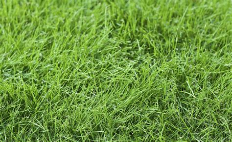 Fine Fescue Care Information And Tips On Using Fine Fescue For Lawns