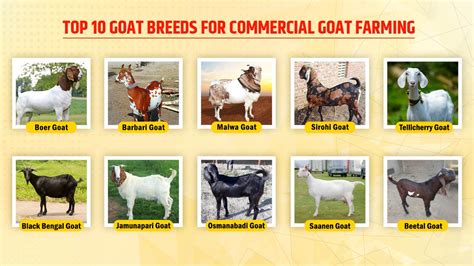 Top 10 Goat Breeds And Profitable Goat Farming Business Ideas
