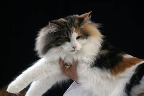 Norwegian Forest Cat Black Torbie And White A Cat At A Cat Flickr