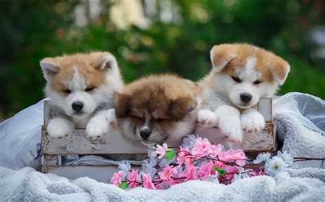 2024 Akita Inu White Fluffy Puppy Small Dog Cute Puppies Japanese