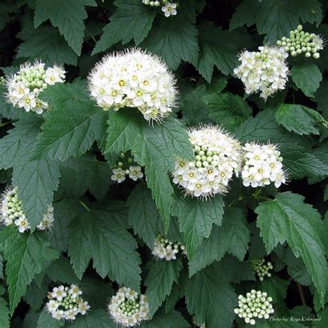 Hi, if you want to join a board, please mention in the (add a comment) section of any pin on the first board (add me) gardening for the pacific northwest! Pacific Ninebark | Native garden, Native plants ...