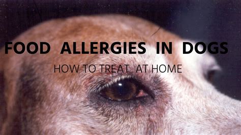 Can Dogs Have Allergic Reactions To Food