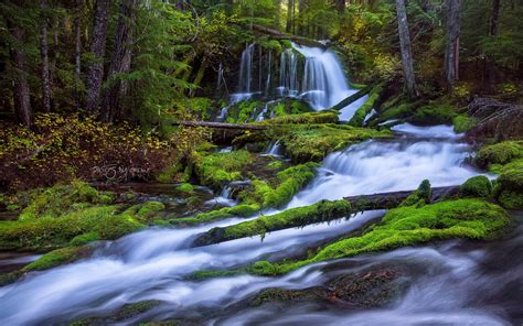 Fast Mountain River Waterfall Pine Forest Fallen Trees And Green Moss Rock Desktop Wallpaper