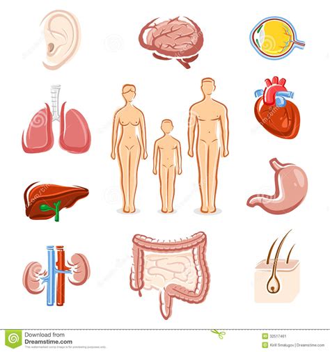 Human Organs Set Silhouette People Vector Stock Vector Illustration