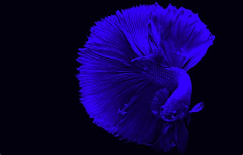 Wallpaper Blue Fish Betta Images For Desktop Section животные Download