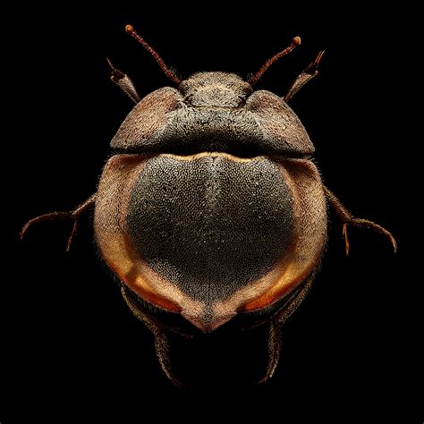 Microsculpture Incredibly Detailed Macro Insect Photographs Reveal