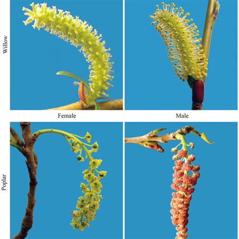 Flowers Of The Female And Male Trees In Salicaceae Species On Willow