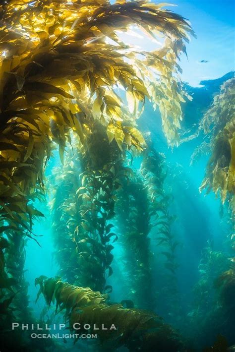 Kelp Forest Kelp Forest Sea Plants Underwater Photography
