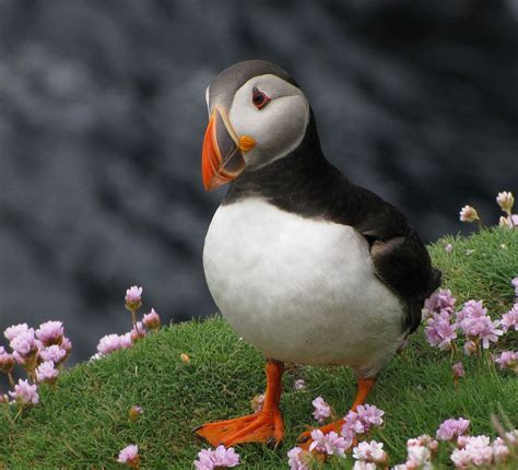 Atlantic Puffin Puffin Cool Places To Visit Animal Facts