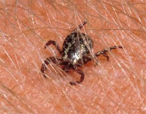 Heres What You Need To Know About Tick Season In Arkansas