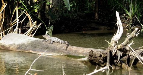 Spot The Alligator Louisiana Swamp Tour Double Barrelled Travel