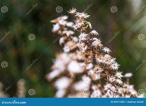 Wildflowers In Sicily Italy Stock Image Image Of Blossoming Blossom