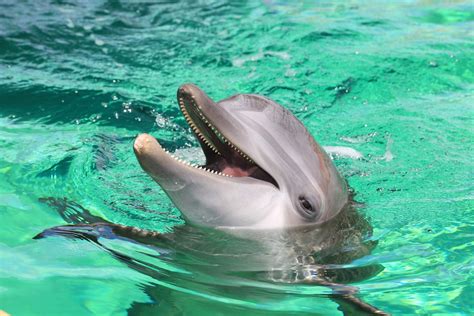 Dolphins Clearwater Marine Aquarium