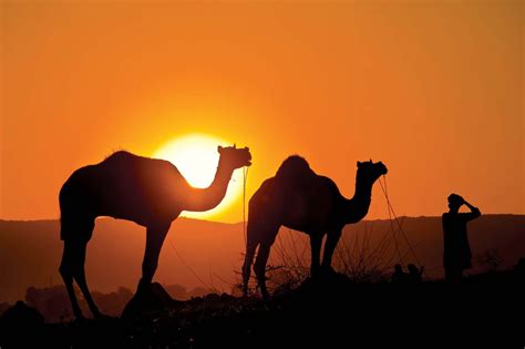 What Is The Name Of Groups Of Camel And Cargo - Although they rarely