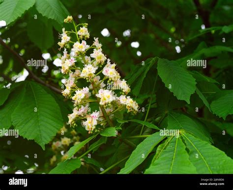 A Horse Chestnut Aesculus Hippocastanum Tree Flowering In Nature