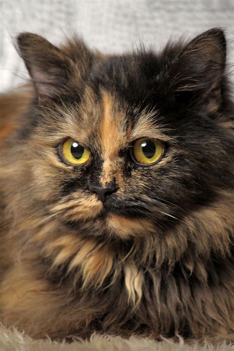 Fun Facts And Trivia About Tortoiseshell Cats Tortoise Shell Cat