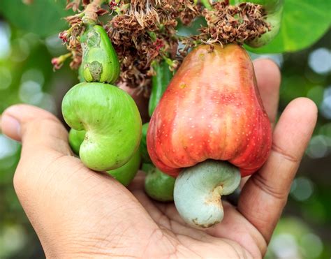 Cashews Grow On Trees Wwgros