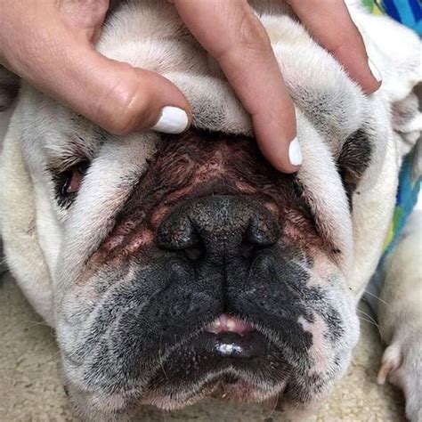How To Fix Skin Fold Dermatitis In Your Wrinkle Face Dog Squishface