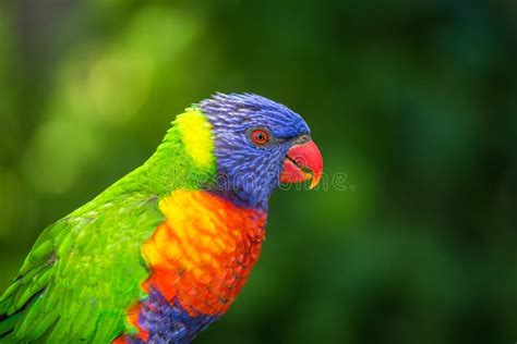 Colorful Rainbow Lorikeets Gold Coast Australia Stock Image Image Of