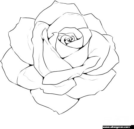 Use the images for web graphics. Download Transparent Rose Line Drawing Template ...